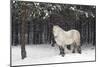 Highland Pony-Duncan Shaw-Mounted Photographic Print