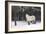 Highland Pony-Duncan Shaw-Framed Photographic Print