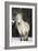 Highland Pony-Duncan Shaw-Framed Photographic Print