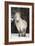 Highland Pony-Duncan Shaw-Framed Photographic Print