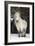 Highland Pony-Duncan Shaw-Framed Photographic Print