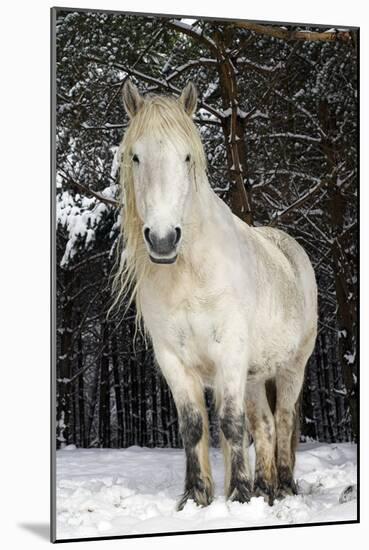 Highland Pony-Duncan Shaw-Mounted Photographic Print