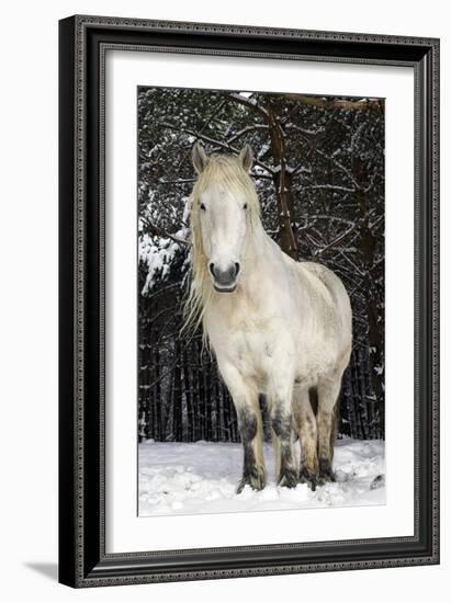 Highland Pony-Duncan Shaw-Framed Photographic Print