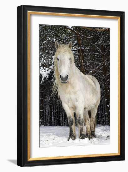 Highland Pony-Duncan Shaw-Framed Photographic Print