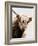 Highland Portrait I-Danita Delimont-Framed Photo