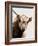 Highland Portrait I-Danita Delimont-Framed Photo