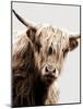 Highland Portrait I-Danita Delimont-Mounted Photo