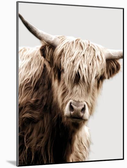 Highland Portrait I-Danita Delimont-Mounted Photo