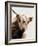 Highland Portrait I-Danita Delimont-Framed Photo