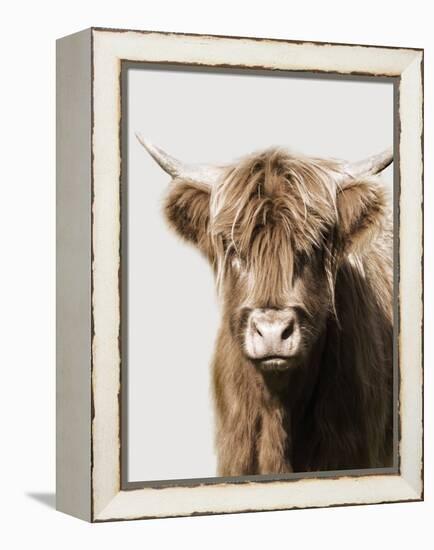 Highland Portrait II-Danita Delimont-Framed Stretched Canvas