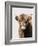 Highland Portrait II-Danita Delimont-Framed Photo