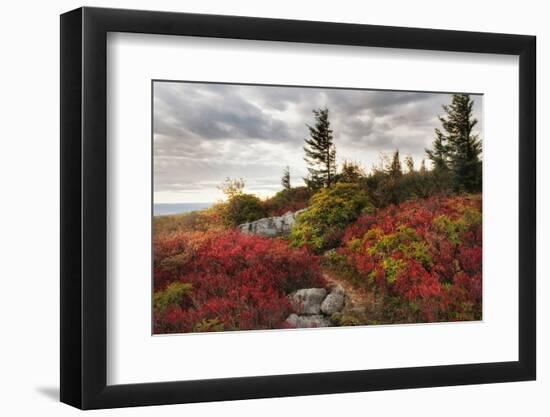 Highland Trail-Danny Head-Framed Photographic Print