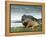 Highlander Bull-null-Framed Premier Image Canvas