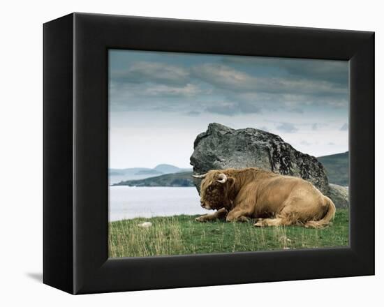 Highlander Bull-null-Framed Premier Image Canvas