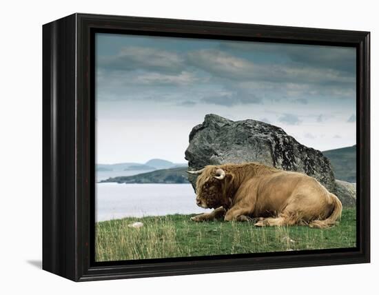 Highlander Bull-null-Framed Premier Image Canvas