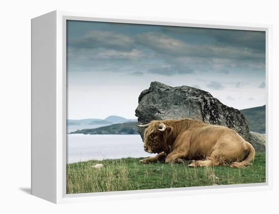 Highlander Bull-null-Framed Premier Image Canvas