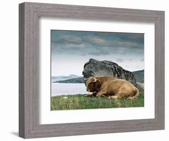 Highlander Bull-null-Framed Photographic Print