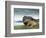 Highlander Bull-null-Framed Photographic Print