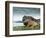 Highlander Bull-null-Framed Photographic Print