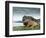 Highlander Bull-null-Framed Photographic Print