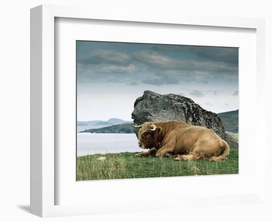 Highlander Bull-null-Framed Photographic Print