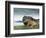 Highlander Bull-null-Framed Photographic Print