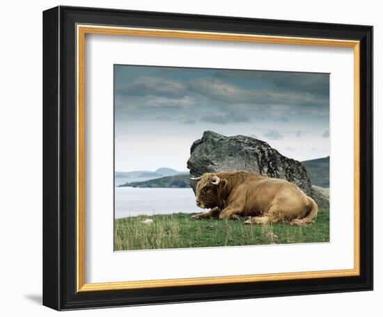 Highlander Bull-null-Framed Photographic Print