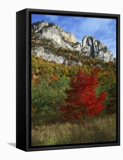 Highlighed Red Tree, Monongahela National Forest, West Virginia, USA-Charles Gurche-Framed Premier Image Canvas