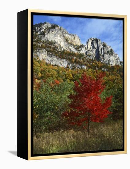 Highlighed Red Tree, Monongahela National Forest, West Virginia, USA-Charles Gurche-Framed Premier Image Canvas