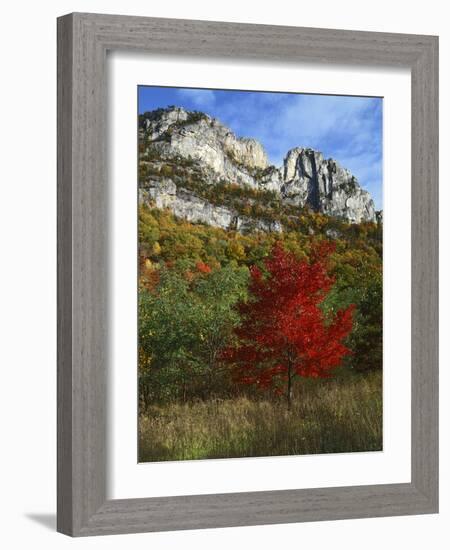 Highlighed Red Tree, Monongahela National Forest, West Virginia, USA-Charles Gurche-Framed Photographic Print