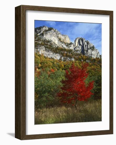 Highlighed Red Tree, Monongahela National Forest, West Virginia, USA-Charles Gurche-Framed Photographic Print