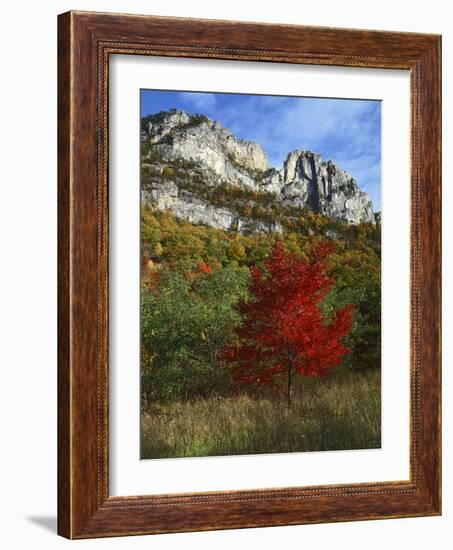 Highlighed Red Tree, Monongahela National Forest, West Virginia, USA-Charles Gurche-Framed Photographic Print