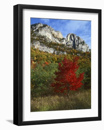 Highlighed Red Tree, Monongahela National Forest, West Virginia, USA-Charles Gurche-Framed Photographic Print