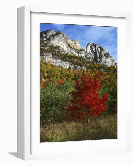 Highlighed Red Tree, Monongahela National Forest, West Virginia, USA-Charles Gurche-Framed Photographic Print