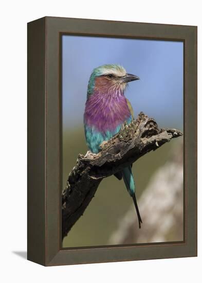 Highly Colorful Lilac-Breasted Roller Sits on a Tree Branch-James Heupel-Framed Premier Image Canvas