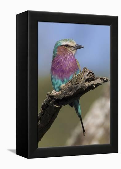 Highly Colorful Lilac-Breasted Roller Sits on a Tree Branch-James Heupel-Framed Premier Image Canvas