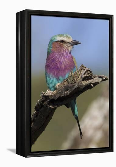 Highly Colorful Lilac-Breasted Roller Sits on a Tree Branch-James Heupel-Framed Premier Image Canvas