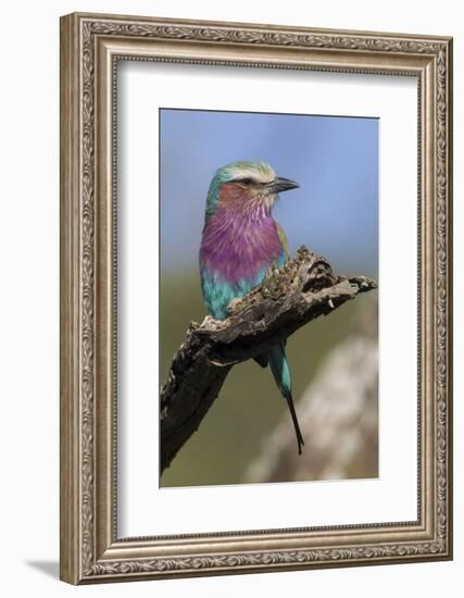 Highly Colorful Lilac-Breasted Roller Sits on a Tree Branch-James Heupel-Framed Photographic Print