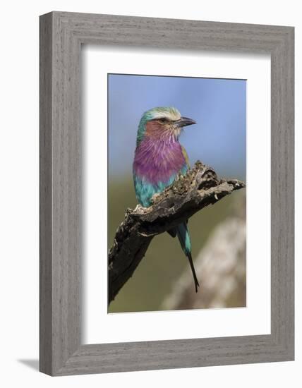 Highly Colorful Lilac-Breasted Roller Sits on a Tree Branch-James Heupel-Framed Photographic Print