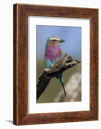 Highly Colorful Lilac-Breasted Roller Sits on a Tree Branch-James Heupel-Framed Photographic Print