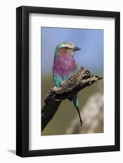 Highly Colorful Lilac-Breasted Roller Sits on a Tree Branch-James Heupel-Framed Photographic Print