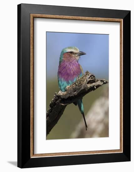 Highly Colorful Lilac-Breasted Roller Sits on a Tree Branch-James Heupel-Framed Photographic Print