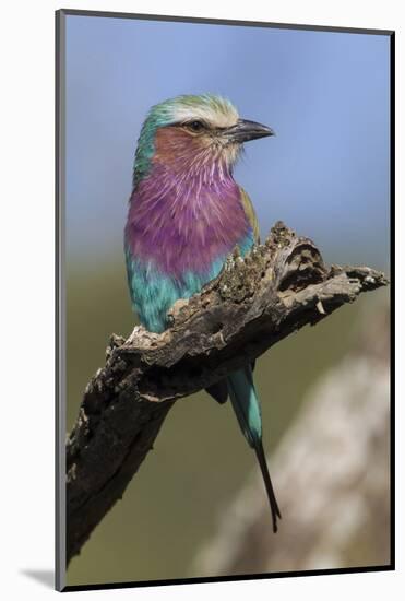 Highly Colorful Lilac-Breasted Roller Sits on a Tree Branch-James Heupel-Mounted Photographic Print