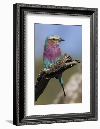 Highly Colorful Lilac-Breasted Roller Sits on a Tree Branch-James Heupel-Framed Photographic Print