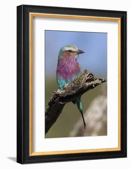 Highly Colorful Lilac-Breasted Roller Sits on a Tree Branch-James Heupel-Framed Photographic Print