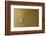 Highly Detailed Background Carved In Gold-Steve Collender-Framed Photographic Print