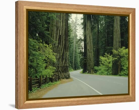 Highway 101 Through Redwoods-James Randklev-Framed Premier Image Canvas