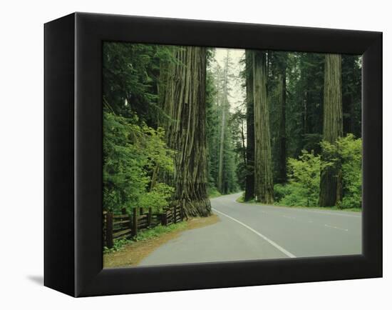 Highway 101 Through Redwoods-James Randklev-Framed Premier Image Canvas
