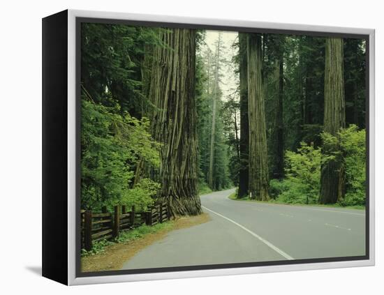 Highway 101 Through Redwoods-James Randklev-Framed Premier Image Canvas