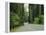 Highway 101 Through Redwoods-James Randklev-Framed Premier Image Canvas